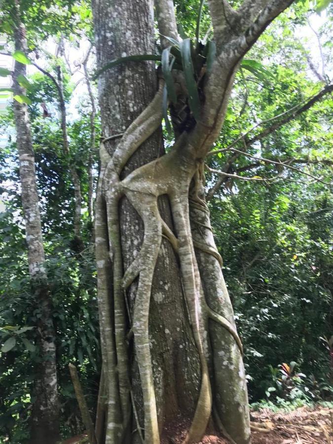 Hotel Green Mountain Turrialba Esterno foto