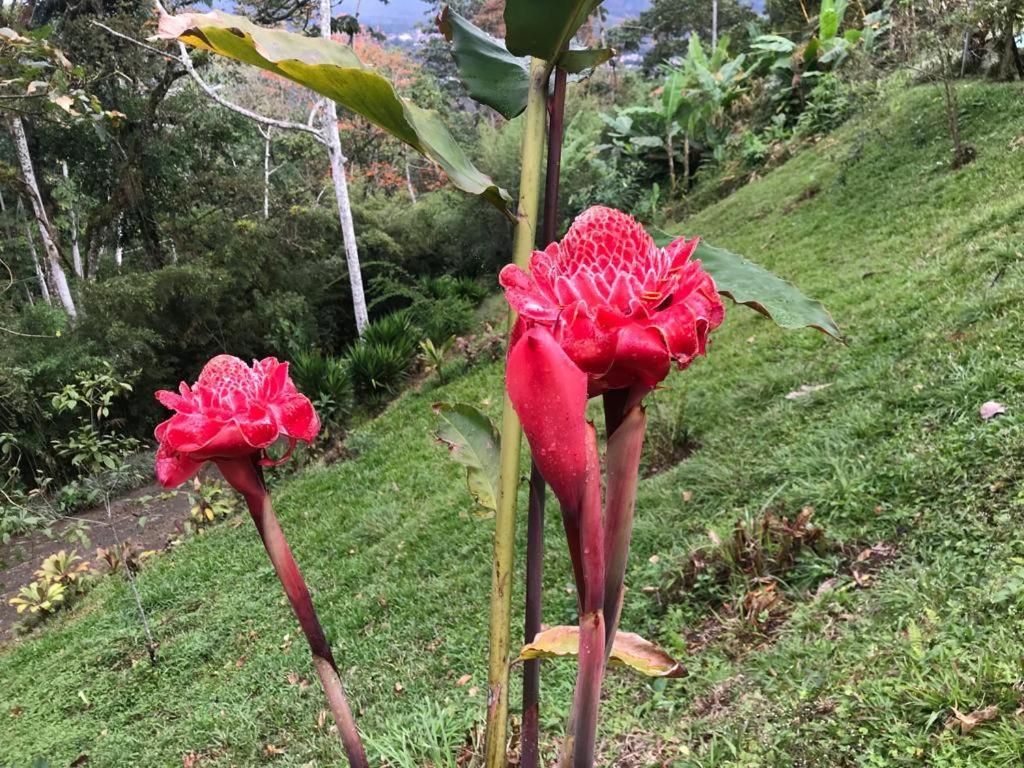 Hotel Green Mountain Turrialba Esterno foto