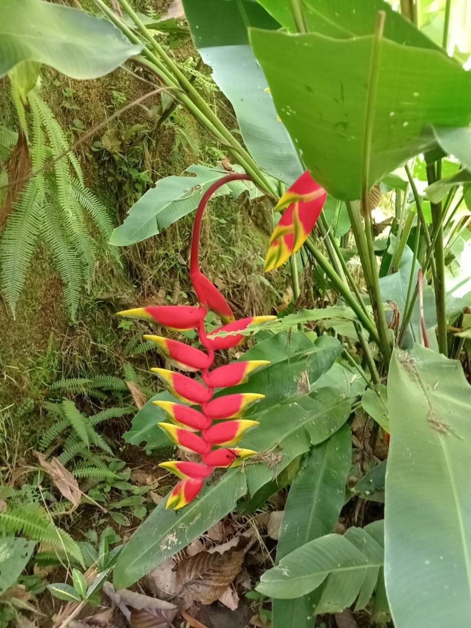 Hotel Green Mountain Turrialba Esterno foto
